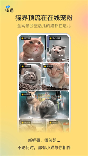 哈啰街猫最新版